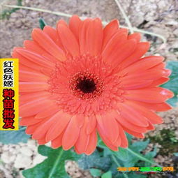 花與家具 色彩名稱(chēng)的巧妙融合