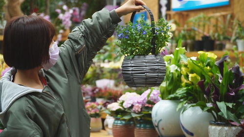 中北鎮(zhèn)曹莊花卉市場(chǎng)回暖 產(chǎn)品銷(xiāo)售信心十足